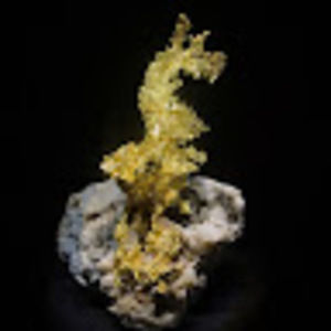 Meet your Posher, Leo